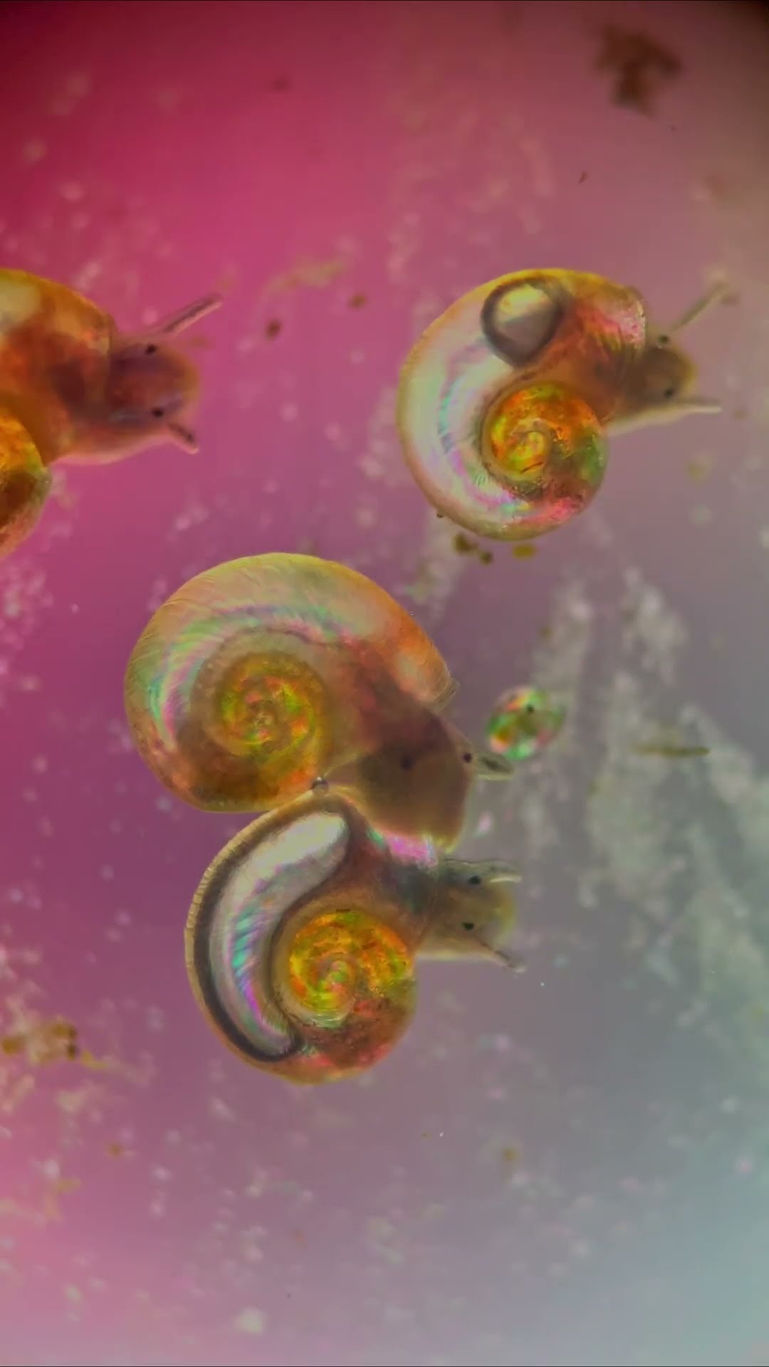 What do snails look like under the microscope?? #Snail #Animals #Nature #Shorts