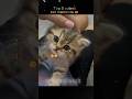 Top 5 Cutest Cat Moments Ever 😻✨ | You Won’t Stop Smiling!