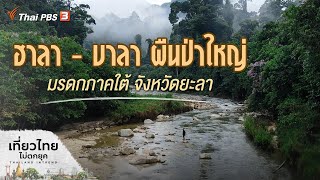 ฮาลา - บาลา ผืนป่าใหญ่ มรดกภาคใต้ จังหวัดยะลา : เที่ยวไทยไม่ตกยุค