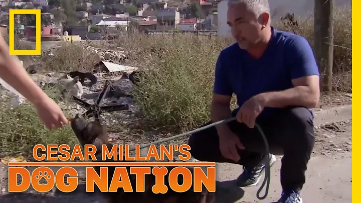 Rescuing a Street Dog in Tijuana | Cesar Millan's ...