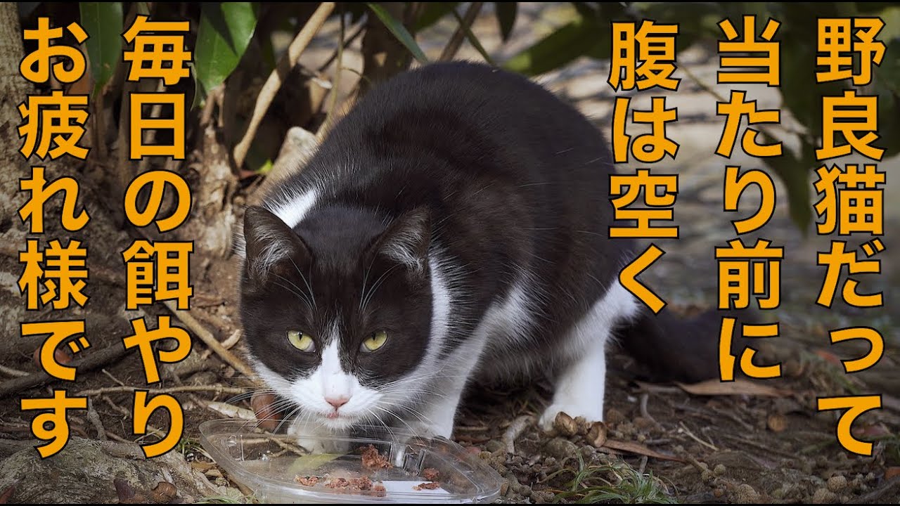 野良猫 1月半ば野良猫餌やりボランティアさんに密着撮影 - YouTube