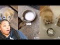 Pretending to put your DOG on a DIET (Compilation) | Reaction