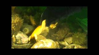 Diver Ed and an Orange Sunstar in Easport