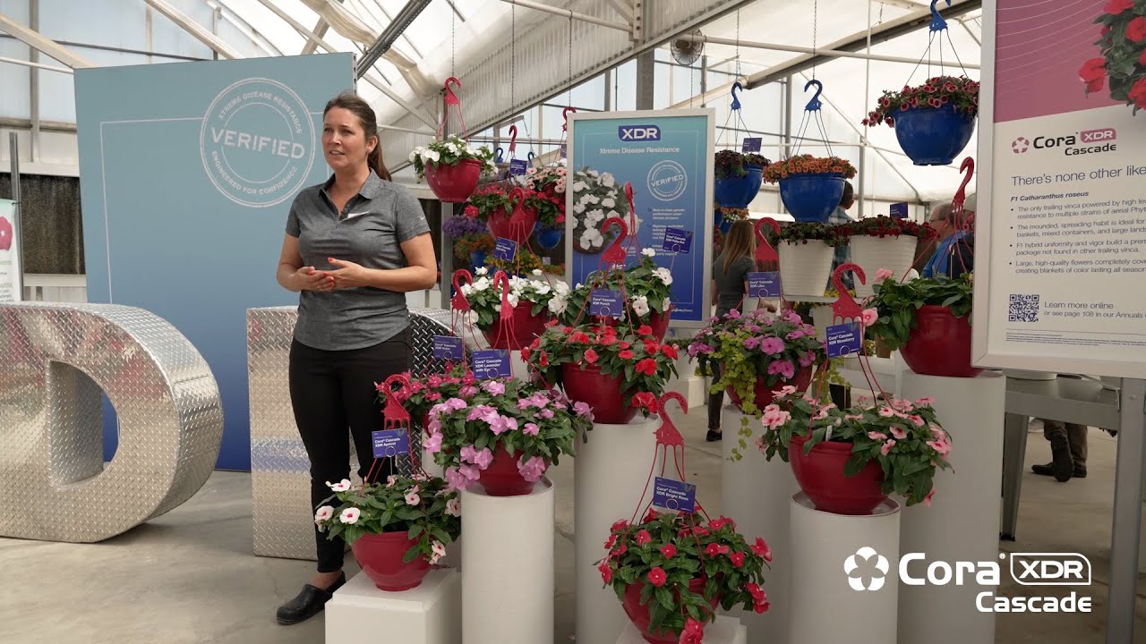 Cora® Cascade XDR Punch | Syngenta Flowers