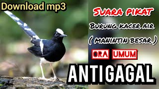 suara PIKAT burung KACER AIR / MANINTIN BESAR burung liar KEPO dan NYAMBER