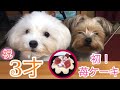 【誕生日】初！犬用ケーキあげてみた！【Maltese & Yorkie】