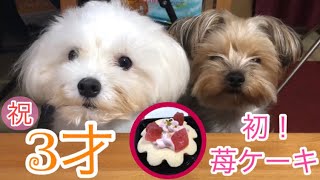 【誕生日】初！犬用ケーキあげてみた！【Maltese & Yorkie】
