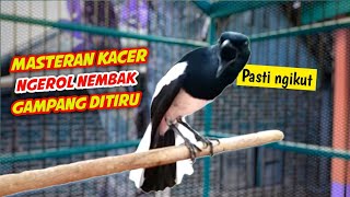 MASTERAN KACER NGEROL NEMBAK GAMPANG DI TIRU !! KACER GACOR FULL ISIAN NGEROL NEMBAK.