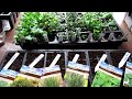 Make $500 Selling Garden Vegetable Plants at a Yard Sale: Starting 7 Great Herbs Indoors - Part 1of3