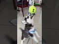 Dog husky playing tug war