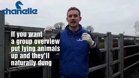 How to take faecal samples - #sixtysecondsolutions