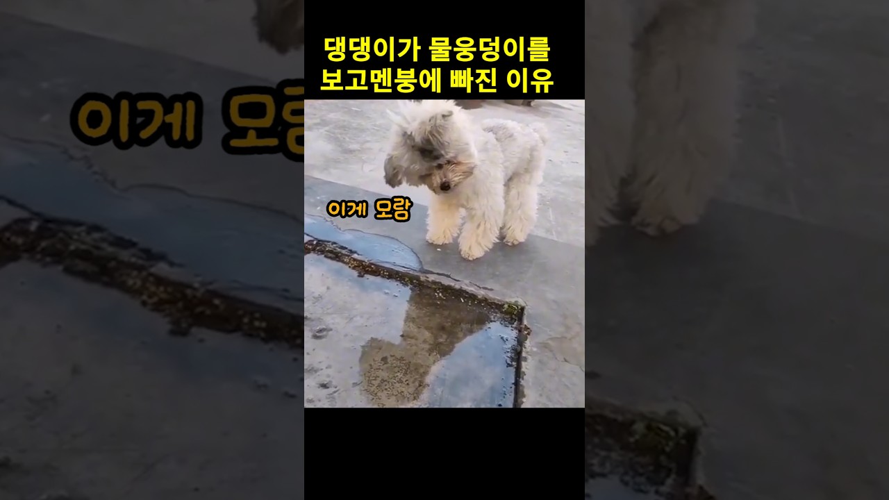 댕댕이가 물웅덩이를 보고 멘붕에 빠진 이유
