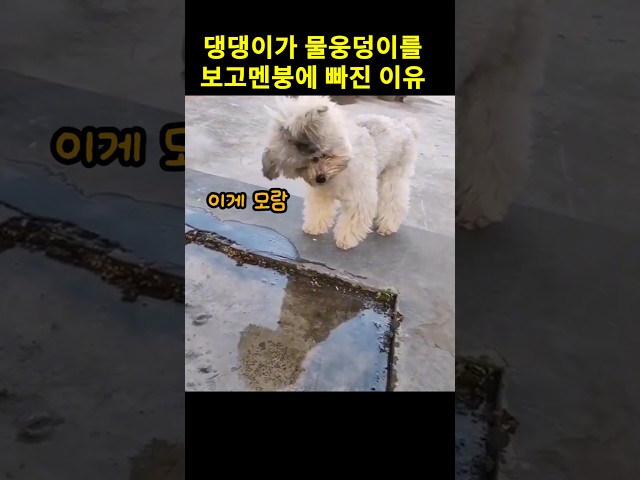 댕댕이가 물웅덩이를 보고 멘붕에 빠진 이유
