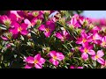 Tips for pruning oleander healthy growth  shape