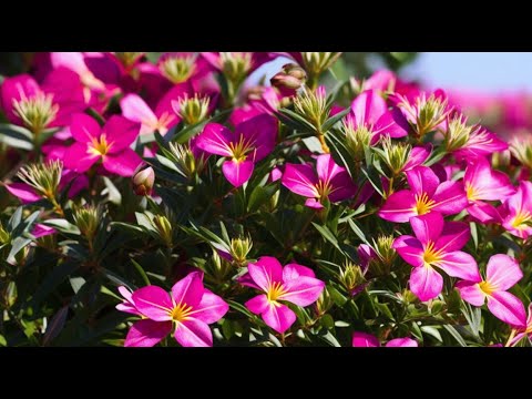 Video: Oleander snoei - Leer hoe en wanneer om oleanders te snoei