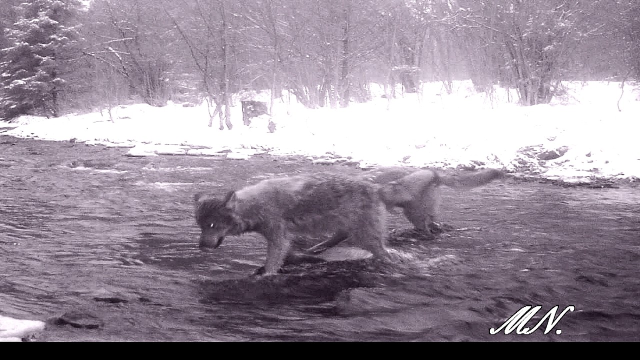 Kilka obrazków z przeprawy przez potok.