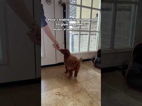 Bell training our Cavapoo puppies before they come home makes potty training easier!