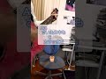 19(ジューク)ガソリン#カバー#岡平健治#弾き語り#へた#苦手克服#shorts