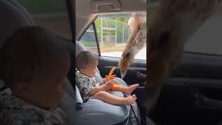 الزرافة والطفل #زرافة #طفل #giraffe #baby