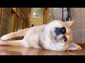 柴犬と一緒に3段ボックスの完成を見守る動画