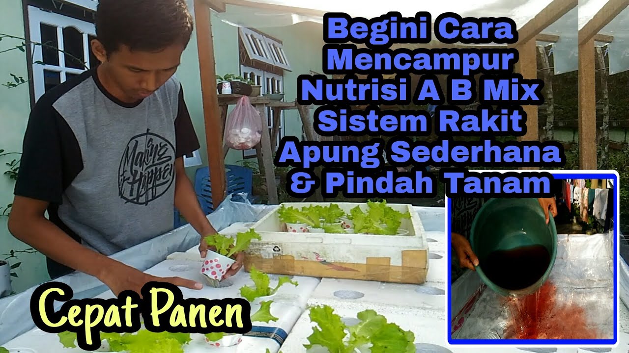 Mengisi Bak Nutrisi dan Pindah Tanam - Modul Rakit Apung Sederhana ...