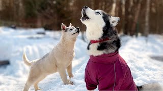 Adult Husky Teaches Puppies to Howl | Cutest dog video