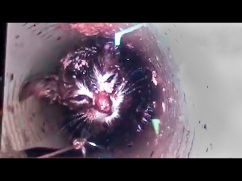 Wideo: Małe Kocięta Uwięzione W Podnośniku Wysięgnikowym Uratowane Przez Funkcjonariuszy Ratownictwa Dla Zwierząt
