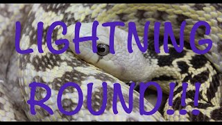 Want To Breed Gopher Snakes and Bull Snakes? Meet Our Expert Panel / Lightning Round