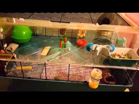 duna fun hamster cage