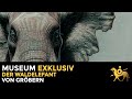 Der waldelefant von grbern  museum exklusiv