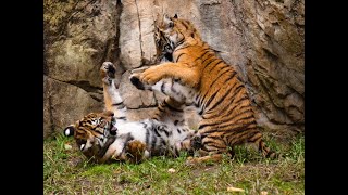 Vincent Ho: Dance of the Tiger Cubs   Clark Bryan, piano