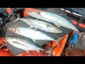 VLOG153 - STRIKE TENGGIRI MINI STOCK IKAN MASIN