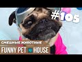 СМЕШНЫЕ ЖИВОТНЫЕ И ПИТОМЦЫ #105 АВГУСТ 2019 | Funny Pet House