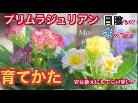 花の寄せ植え プリムラジュリアンの育て方 Youtube