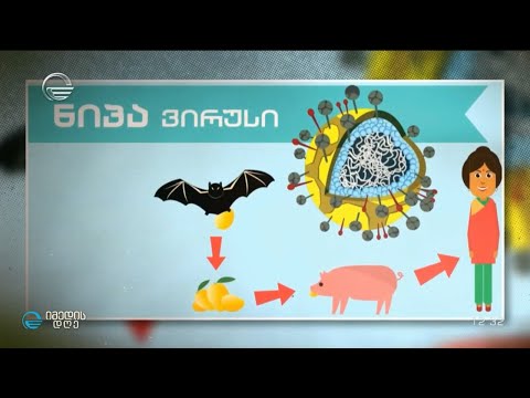 ინდოეთი მომაკვდინებელ, იშვიათ ღამურას ვირუს „Nipah“ ებრძვის