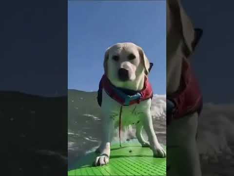 DOG SURFING 😳