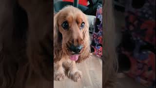 🐶 Morning routine with a dog🐾 Happy December morning 🐕 English Cocker Spaniel - Robby 🧡 17-Dec-2022 by Robby Cocker 1,702 views 1 year ago 2 minutes, 56 seconds