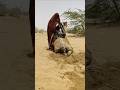 حلّ سهل لإنقاذ الجمل من حرّ الصحراء — سحر الماء 💧🐪