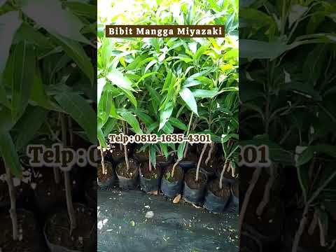 Jual Bibit Mangga Miyazaki Asli, Siap Tanam & Tahan Hama !