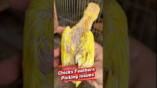 Feather Picking of Chiks By Parents