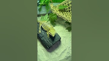 Meet my reptiles 🐍🦎🐉 #subscribe #beardeddragon #ballpython #shorts #fyp