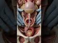 Female catheterization anatomy explained | Foley catheter pathway in pelvis. ai generated