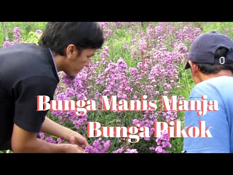 Video: Rumput - Digulung Dan Disemai, Lindung Nilai, Menanam Pokok Bersaiz Besar, Katil Bunga - Elemen Taman Anda