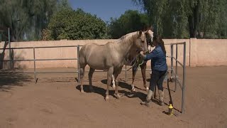 Helping to Pay It Forward to a Glendale woman whose horses help kids with special needs