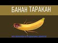 БАНАН - ТАРАКАН_BANANA - COCKROACH