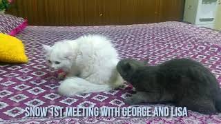 Snow 1st Meeting with George and Lisa (Blue British Shorthair Breed) by DogKitty 10 views 2 years ago 4 minutes, 14 seconds