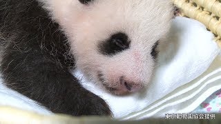 Giant panda cub getting stronger by the day, and now 50 days old