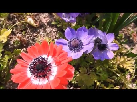 AKB48ファーストラビット