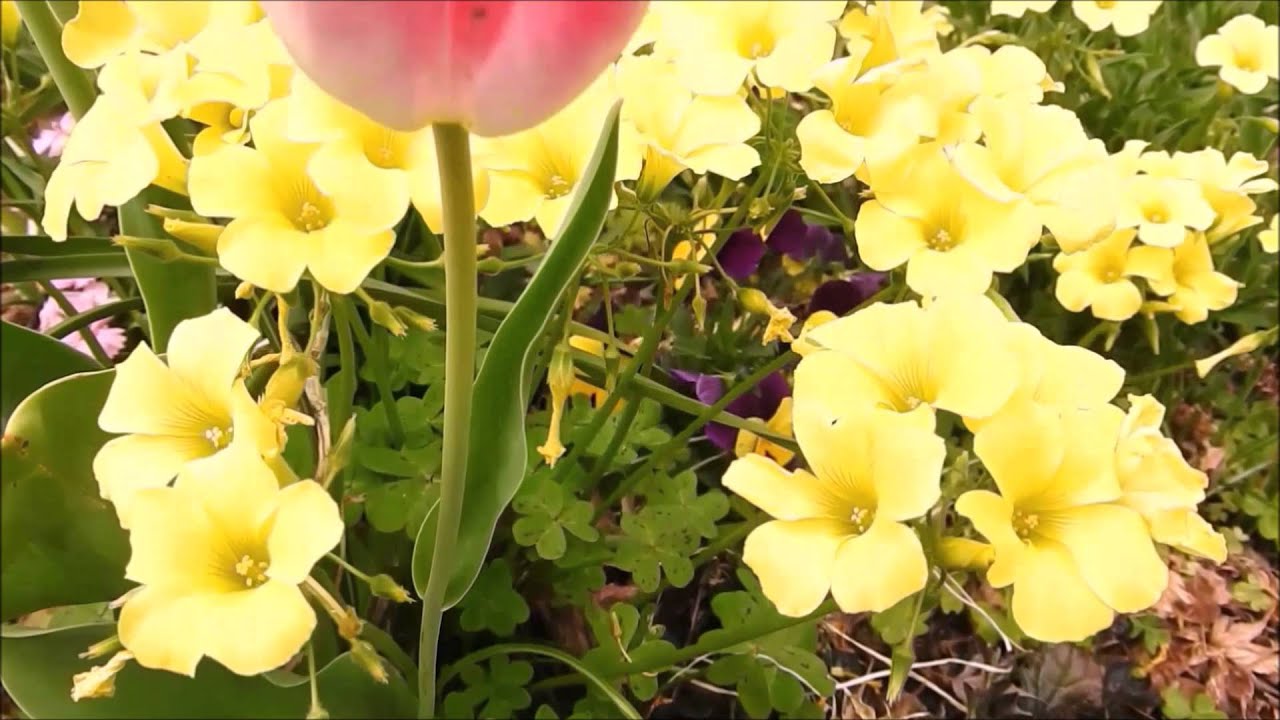 AKB48ファーストラビット