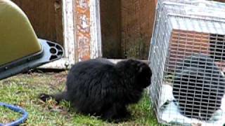 MVI_1517.AVI